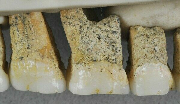 The researchers have found 13 bones, including teeth, belonging to the new species.  Photo via Callao Cave Archaeology Project